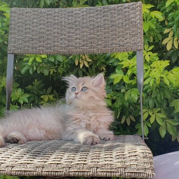 chaton British Longhair blue golden shaded Betty Boop Paris Royal Cattery