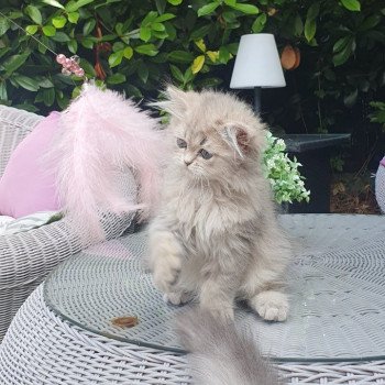 chaton British Longhair blue golden shaded Betty Boop Paris Royal Cattery