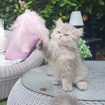 chaton British Longhair blue golden shaded Betty Boop Paris Royal Cattery