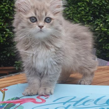 chaton British Longhair blue golden shaded Betty Boop Paris Royal Cattery