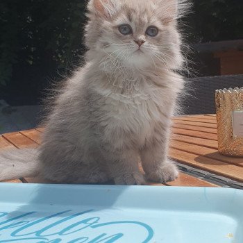 chaton British Longhair blue golden shaded Betty Boop Paris Royal Cattery