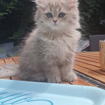 chaton British Longhair blue golden shaded Betty Boop Paris Royal Cattery