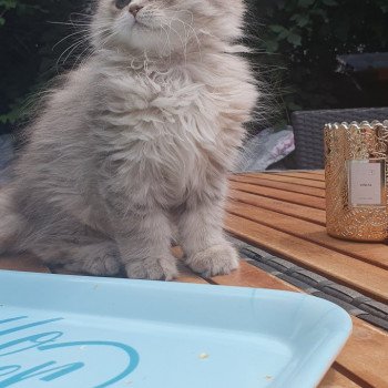 chaton British Longhair blue golden shaded Betty Boop Paris Royal Cattery