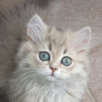 chaton British Longhair blue golden shaded Betty Boop Paris Royal Cattery