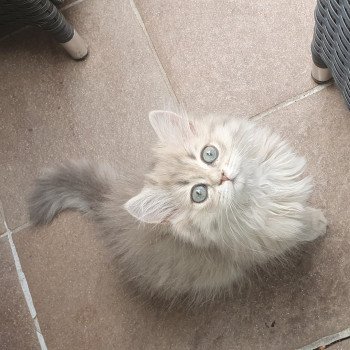 chaton British Longhair blue golden shaded Betty Boop Paris Royal Cattery