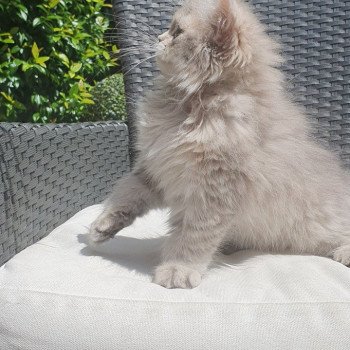 chaton British Longhair blue golden shaded Betty Boop Paris Royal Cattery