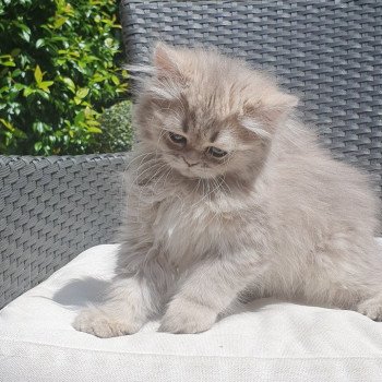 chaton British Longhair blue golden shaded Betty Boop Paris Royal Cattery