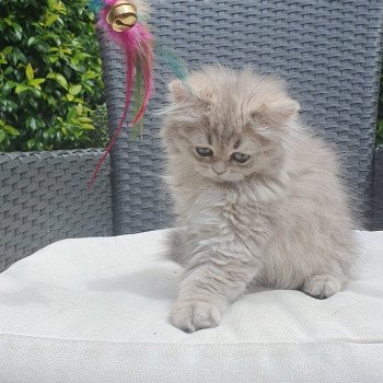 chaton British Longhair blue golden shaded Betty Boop Paris Royal Cattery