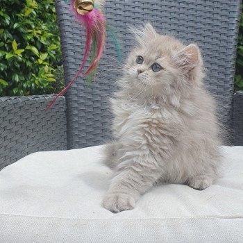 chaton British Longhair blue golden shaded Betty Boop Paris Royal Cattery