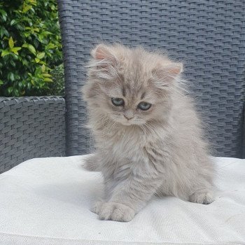 chaton British Longhair blue golden shaded Betty Boop Paris Royal Cattery