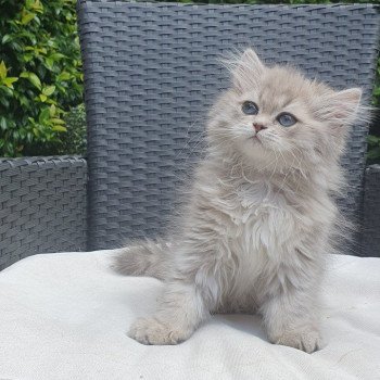 chaton British Longhair blue golden shaded Betty Boop Paris Royal Cattery