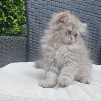 chaton British Longhair blue golden shaded Betty Boop Paris Royal Cattery