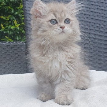 chaton British Longhair blue golden shaded Betty Boop Paris Royal Cattery