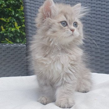 chaton British Longhair blue golden shaded Betty Boop Paris Royal Cattery