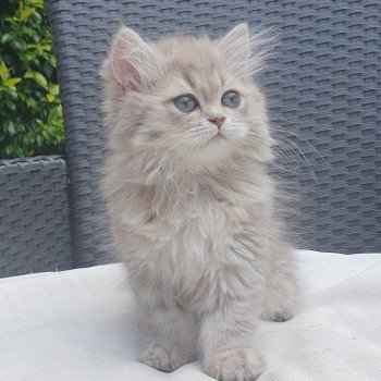 chaton British Longhair blue golden shaded Betty Boop Paris Royal Cattery