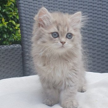 chaton British Longhair blue golden shaded Betty Boop Paris Royal Cattery