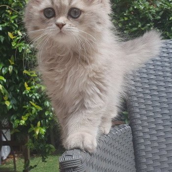 chaton British Longhair blue golden shaded Betty Boop Paris Royal Cattery