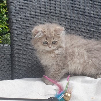 chaton British Longhair blue golden shaded Betty Boop Paris Royal Cattery