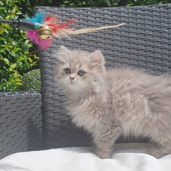 chaton British Longhair blue golden shaded Betty Boop Paris Royal Cattery