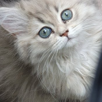 chaton British Longhair blue golden shaded Betty Boop Paris Royal Cattery