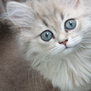 chaton British Longhair blue golden shaded Betty Boop Paris Royal Cattery