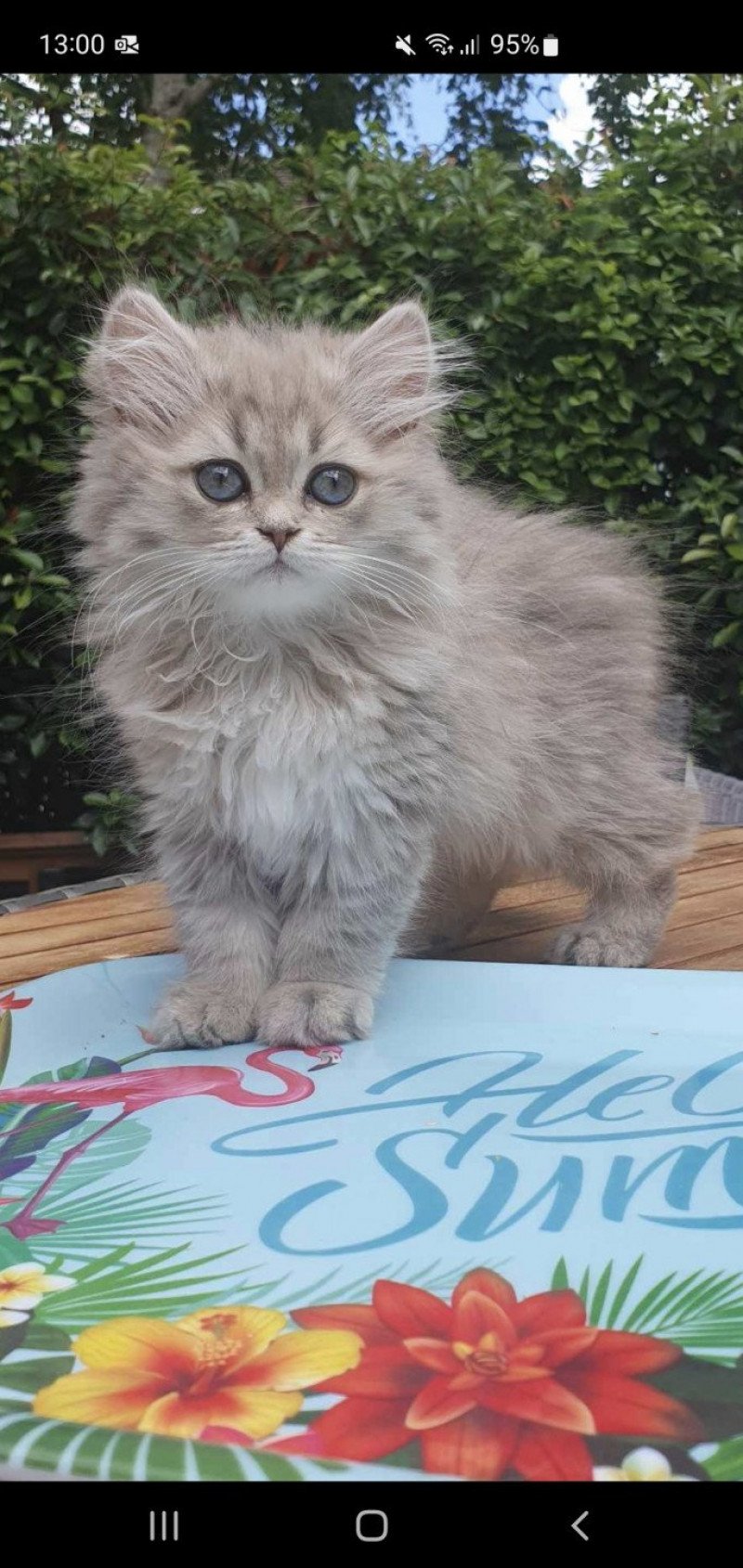 Betty Boop From Paris Royal Femelle British Longhair