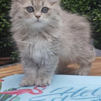 chaton British Longhair blue golden shaded Betty Boop Paris Royal Cattery