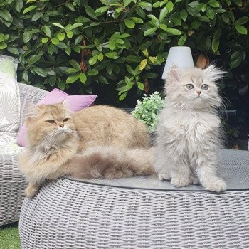 chaton British Longhair blue golden shaded Betty Boop Paris Royal Cattery