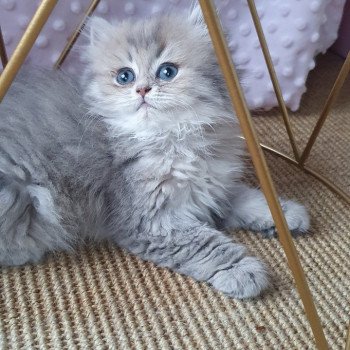 chaton British Longhair blue golden shaded Betty Boop Paris Royal Cattery