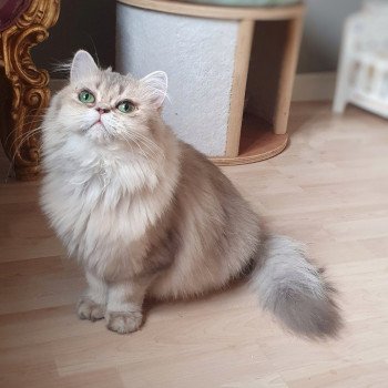 chat British Longhair Blue Ivy Paris Royal Cattery