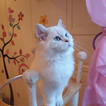 chaton British Longhair Bobby Paris Royal Cattery