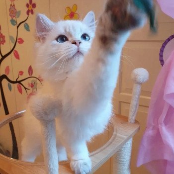 chaton British Longhair Bobby Paris Royal Cattery