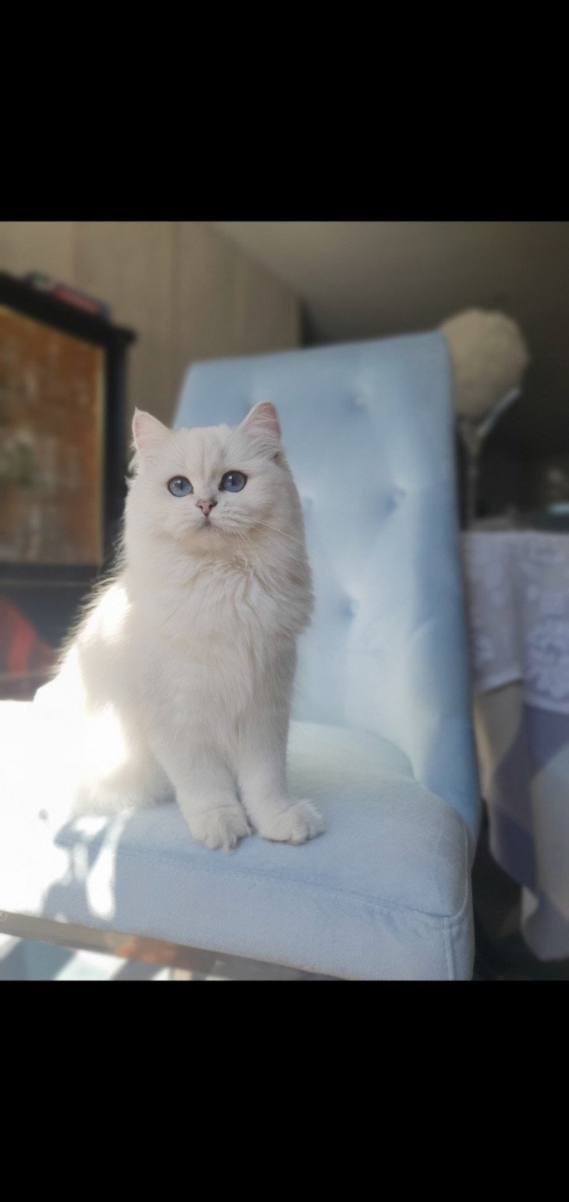 Bayra Femelle British Longhair
