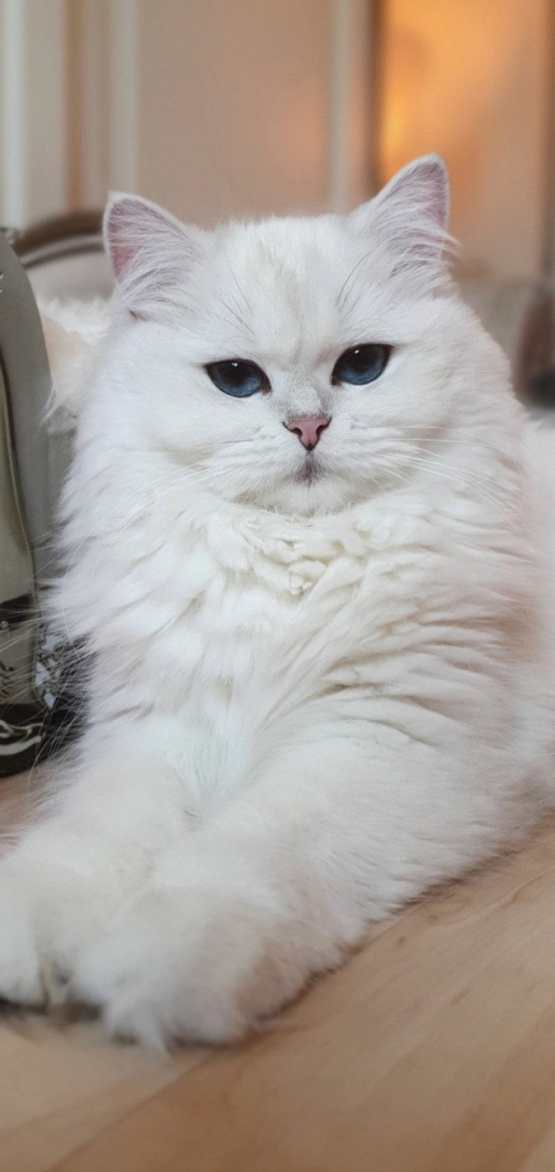 Bayra Femelle British Longhair