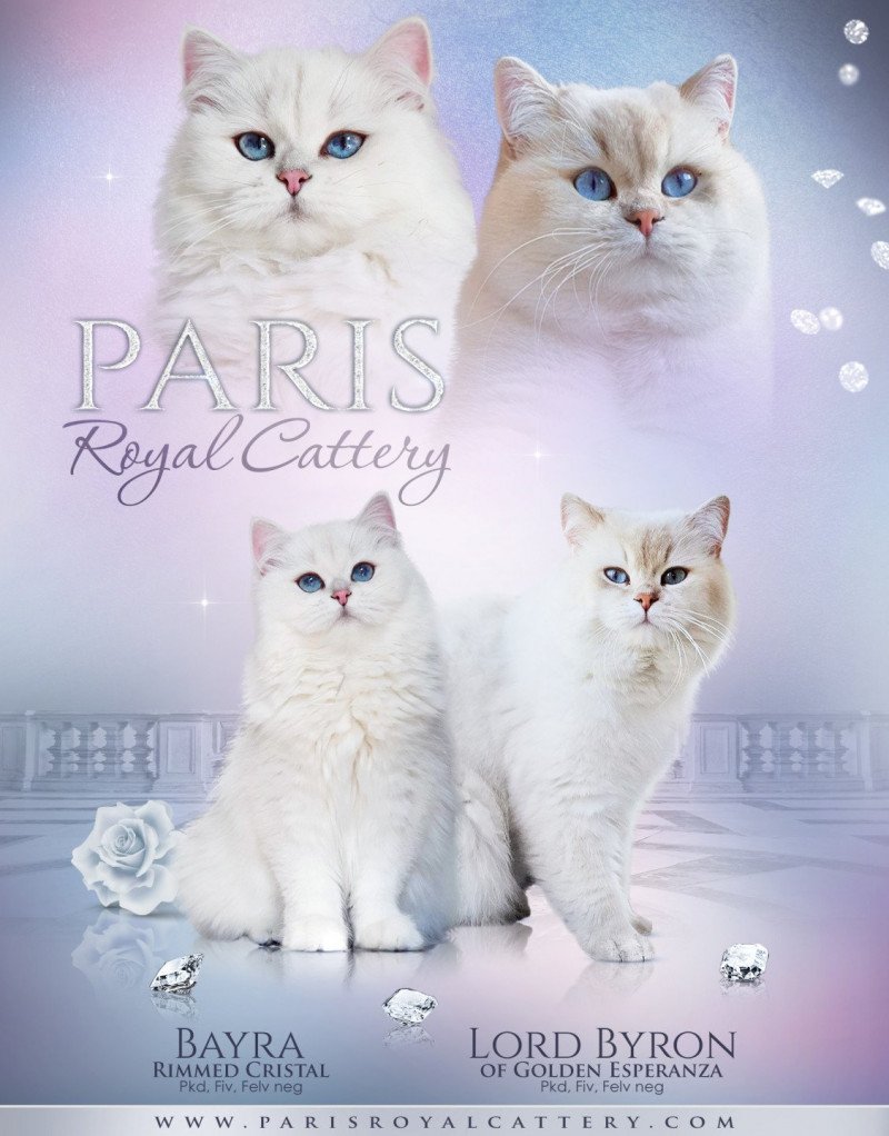 Bayra Femelle British Longhair