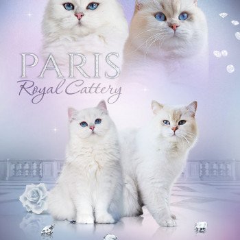 chat British Longhair silver shaded Bayra Paris Royal Cattery