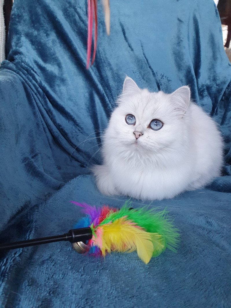 Bayra Femelle British Longhair Bayra Femelle British Longhair