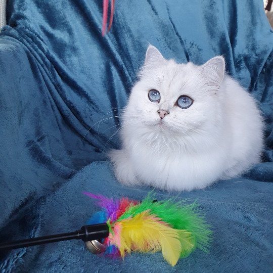 Bayra Femelle British Longhair