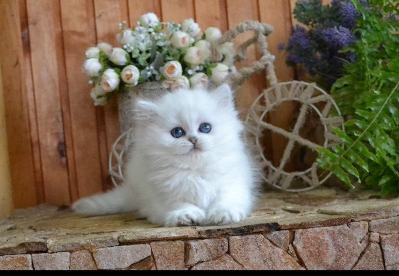 Boo Boo Femelle British Longhair
