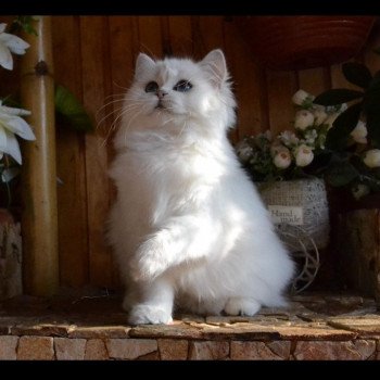 Boo Boo - Chat British Longhair Seine-Saint-Denis