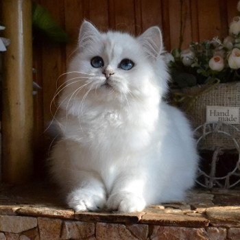 chat British Longhair silver shaded Boo Boo Paris Royal Cattery