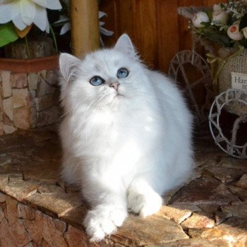 chat British Longhair silver shaded Boo Boo Paris Royal Cattery