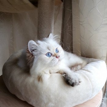 chat British Longhair Charlize Theron Paris Royal Cattery