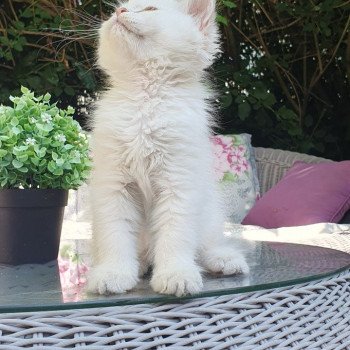chaton British Longhair blue golden shaded point Chat GPT Paris Royal Cattery
