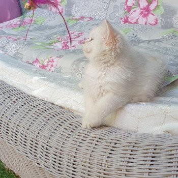 chaton British Longhair blue golden shaded point Chat GPT Paris Royal Cattery