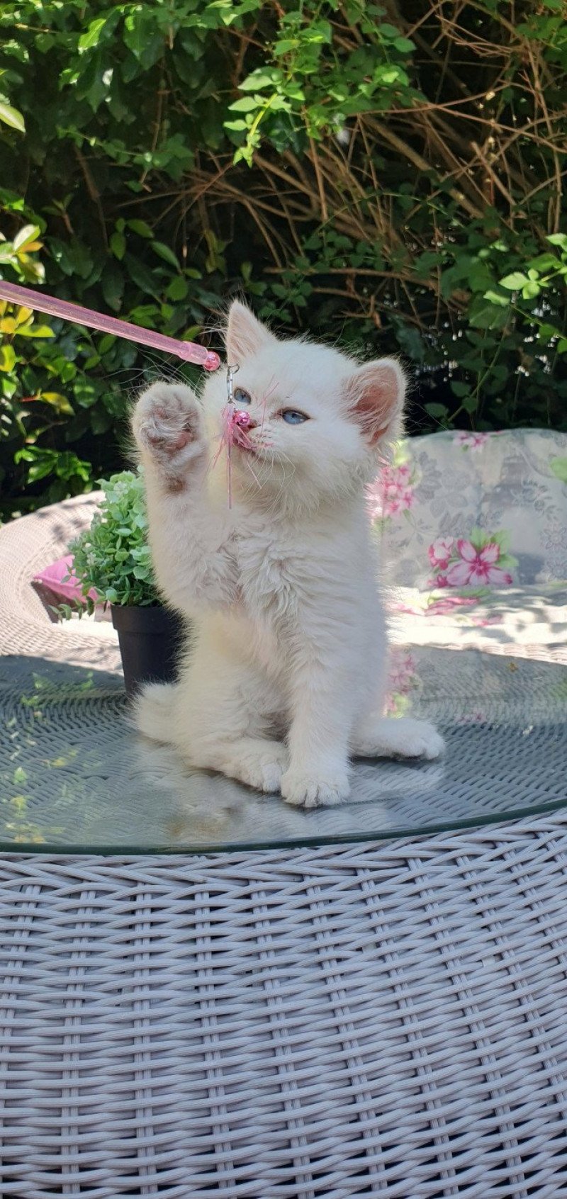 Chat GPT From Paris Royal Mâle British Longhair