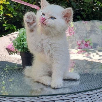 chaton British Longhair blue golden shaded point Chat GPT Paris Royal Cattery