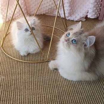 chat British Longhair Christian Dior Paris Royal Cattery