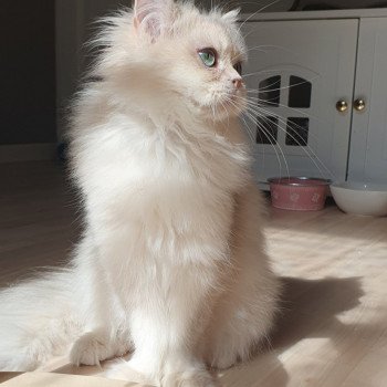 chat British Longhair Christian Dior Paris Royal Cattery