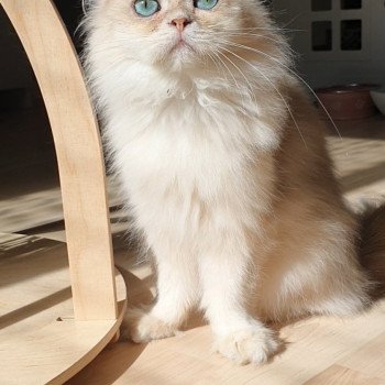 chat British Longhair Christian Dior Paris Royal Cattery